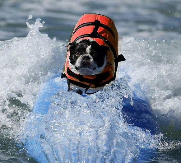 Poppypet reflektierende Rettungsweste für Hunde Größe L