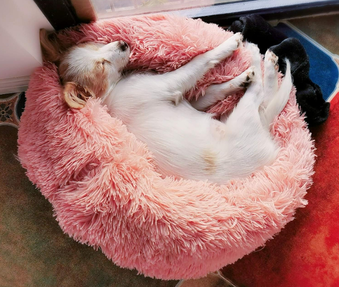 Plüsch Hunde und Katzen Bettchen XL XXL Grau XXL Rosa